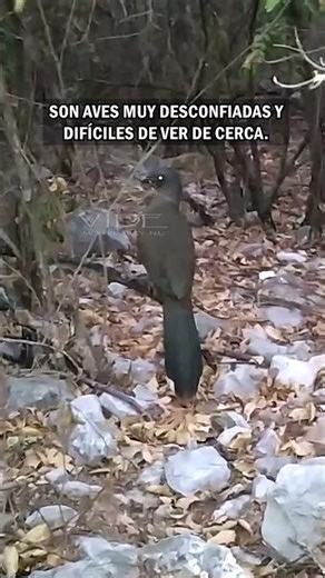 The Peculiar Song of the Chachalacas or Cotonas