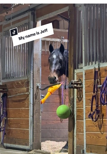 “Maximus” aka Nortorio is getting ready to perform in the arena! While “Jeff” aka Perignion prepares for when the chickens take over. #funny #horse #chicken #gladiator #horsesoftiktok
