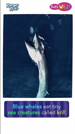 What do BLUE WHALES eat? #animalsforkids #whale #animalfacts #naturevideo