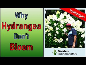 Why Hydrangeas Don't Bloom 💐💐💐 And What to Do About It
