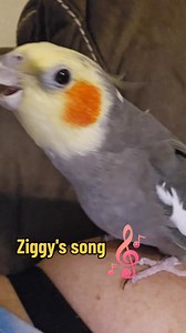 My little singer | A Parrot's Life For Me