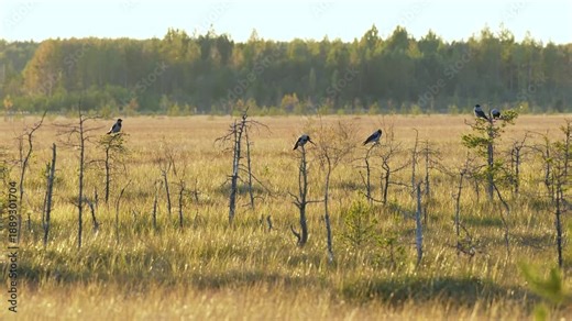 Hooded gray crow birds gather in flock at sunset, sitting on dry trees at wetland cleaning feathers and preparing for night. Corvus cornix Eurasian birds species genus Corvus in natural habitat.