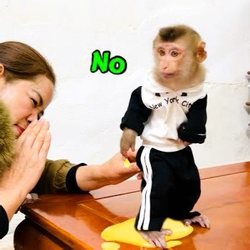Baby monkey Tina pooped in her diaper and refused to be changed by her mommy | Family Monkey Vola