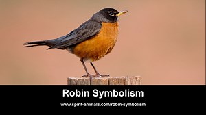 Robin Symbolism