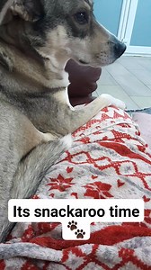 Marshall says it's snack o'clock time 😋🥰 | Barney's Animal Rescue