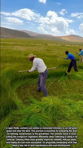 Field Workers Cutting Tall Grass to Clear Land