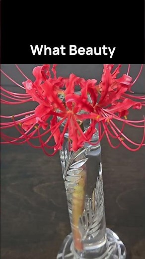 Alien Beauty - Spider Lily Up Close