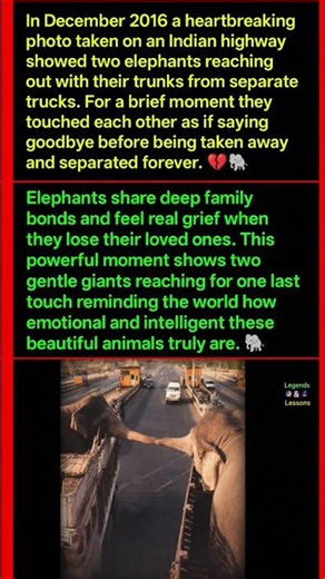 The Saddest Elephant Goodbye