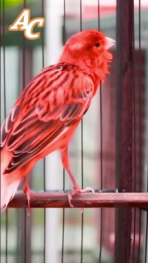 تغريد ذكر كناري هائج يريد تكسير القفص #canário #canary #birds