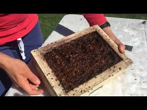 Robbing Honey from Australian Native Stingless Bee Hive