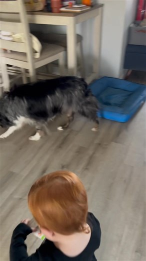 Bubba getting the lay of the land! This boy is good with babies! Does not jump on the furniture, and loves to carry around a ball as a pacifier 🤪 He is very smart and can use his snout for things like opening doors - we are still experimenting with what commands he knows as we were told he is a trained service dog. Obedience is top notch, this dog could pass a CGC test tomorrow. We are slowly seeing what tasks he may or may not know - will update when we have more info on that! | Raising Hope R