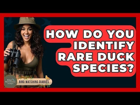 How Do You Identify Rare Duck Species? - Bird Watching Diaries