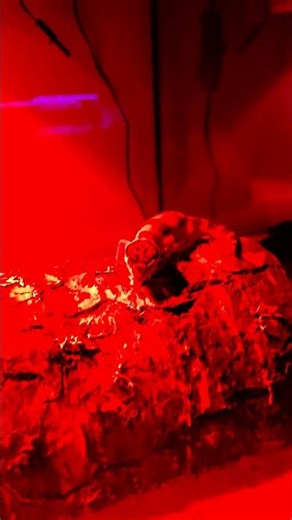 my son's leopard gecko, he named her crystal