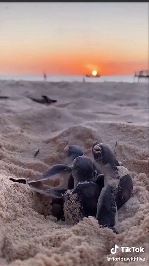 Adorable Baby Sea Turtles Hatching on Florida Beach