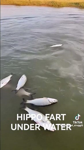 This is how Hippo fart under water