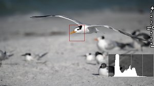 Pro Tips for Shooting Fast Action with the Nikon Z7, Z6, and Z50