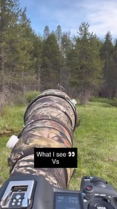 178K views · 446K reactions | A great gray owl subspecies called “Strix nebulosa Yosemitensis” that is genetically distinct. Yosemite is considered the southernmost range and last sanctuary of almost all of California’s great gray owls, listed as California State Endangered Species. #yosemite #yosemitenationalpark #greatgrayowl #owl #greatgreyowl #wildlifephotography #yosemitenps #yosemiteconservancy #natgeo #natgeowild #california | Mark Bouldoukian Photography | Facebook