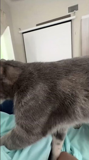 Cat Gives Mommy a Relaxing Massage - Adorable Pet ASMR Video