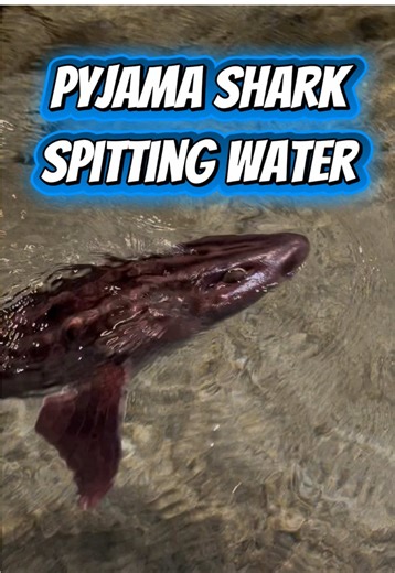 These striped sharks are called pajama sharks. The Pajama Shark (Poroderma africanum), also known as the Striped Catshark, lives along the coasts of South Africa and is recognized by the bold dark stripes running along its body. During strong tail-driven swimming bursts, the front of the body can briefly rise so the head lifts above the water—a movement sometimes described as tail-walking. Tag someone who loves unusual sharks & save this for your next shark deep-dive. #PajamaShark #PorodermaAfri