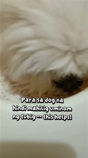 Satisfying Dog Eating Sound (ASMR)