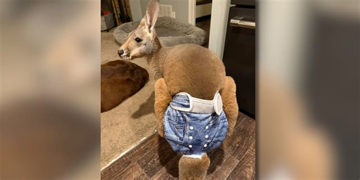 Juneau County Sheriff’s Office asks for help in locating Chesney, the pants-wearing kangaroo