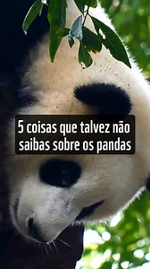 No Dia Mundial do Panda ficam aqui alguns factos que (provavelmente) não sabias sobre eles! 🐼 #diamundialdoapnda #panda #espécies #animais #sustentabilidade #natureza #GREENEU | WWF Portugal
