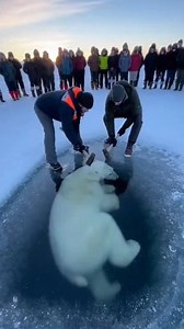 Rescue operation to save a polar bear trapped in the ice 🐻‍❄️🧊 | Bungklang Samruai