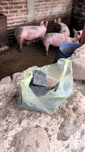 ¿Sabes porque se les da carbón a los 🐷? 🤠 #rancho #campo #campo #ganaderia #parati