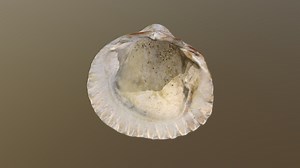 shell openScan test 2 - openScanCloude - Download Free 3D model by Musée national d'histoire naturelle Luxembourg (@mnhnl)
