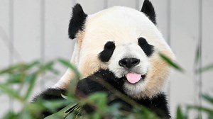 Giant pandas make long-awaited debut at National Zoo