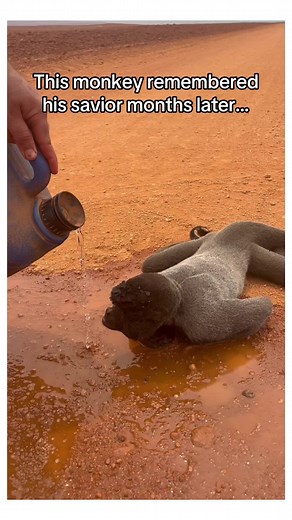 Heartwarming Animal Rescues: Monkey, Hyrax, and Hawk Saved with Love and Care
