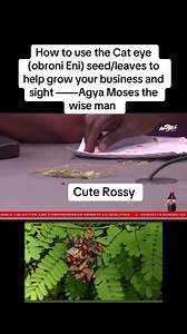 301K views · 7.3K reactions | How to use the Cat eye (obroni Eni) seed/leaves to help grow your business and sight ——Agya Moses the wise man | Rossy Rossy | Facebook