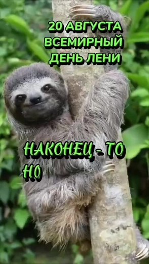 Discover the Slow Life of a Charming Sloth