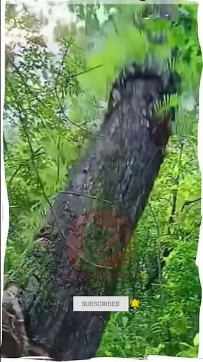 Cutting a Forest Tree Using an Axe