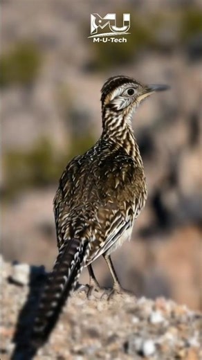 Roadrunner Bird | Fast, Smart and Amazing Desert Bird