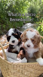 168K views · 7.3K reactions | Our Micro Bernedoodles are the result...