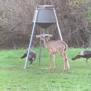 Do you get more excited about deer 🦌 or turkey 🦃 hunting? Via @joe.sir | Boss Buck Feeders