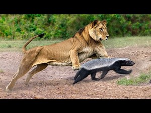 Il Tasso Del Miele È L'animale Più Aggressivo E Impavido Del Mondo!