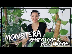 How to repot and propagate a monstera deliciosa