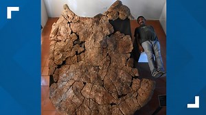 Researchers discover biggest turtle that ever lived had 10 foot shell, horns