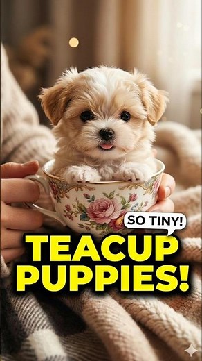 “Teacup Puppies: The Cutest Tiny Dogs in the World 🐶❤️ (Must-See!)”