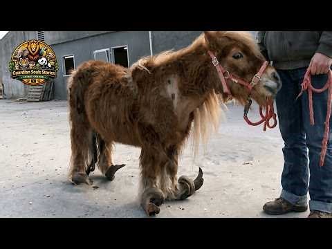 They Let It Get This Bad… This Pony Couldn’t Even Stand
