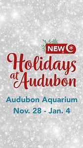 This holiday season, Audubon Aquarium is sparkling with festive fun! Enjoy crafts, family activities, dazzling displays, photo ops with Santa, holiday-themed animal enrichment, and seasonal treats - there’s no end to the holiday magic! ✨❄️🎄🎅 Holidays at Audubon is included with your admission or Audubon Membership. Learn more and get your tickets here 🎟️🔗 bit.ly/47eOt7x | Audubon Aquarium