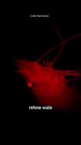 This is what's actually down there #DeepSea #HadalZone #MarineBiology #DeepOceanCreatures