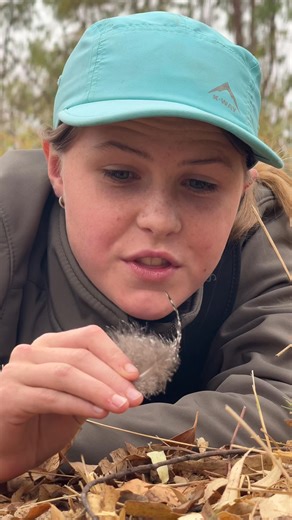 These two guinea fowl feathers are all that is left - after this enormous python finished his meal! 🥘🐍 | Brooke.Carter