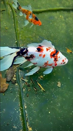 Shubunkin Goldfish and Their Pond Shelter | Everything Happens in Its Time