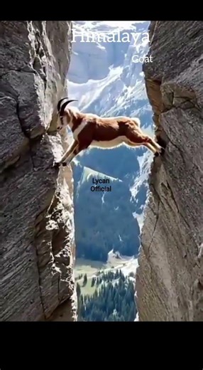Himalayan mountain goats are indeed the strongest