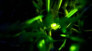 Glow Worms UK