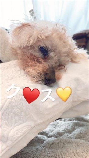 【18歳トイプー】今日のちぇる。薬増えたので管理本気だし始めた人🙋‍♀️ #老犬介護 #トイプードル