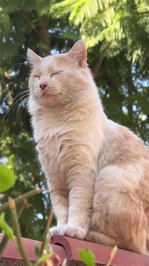 Cat Music Box by Oxbridge Baby #learntotalk #oxbridgebaby #preschoollearning #videosforkids